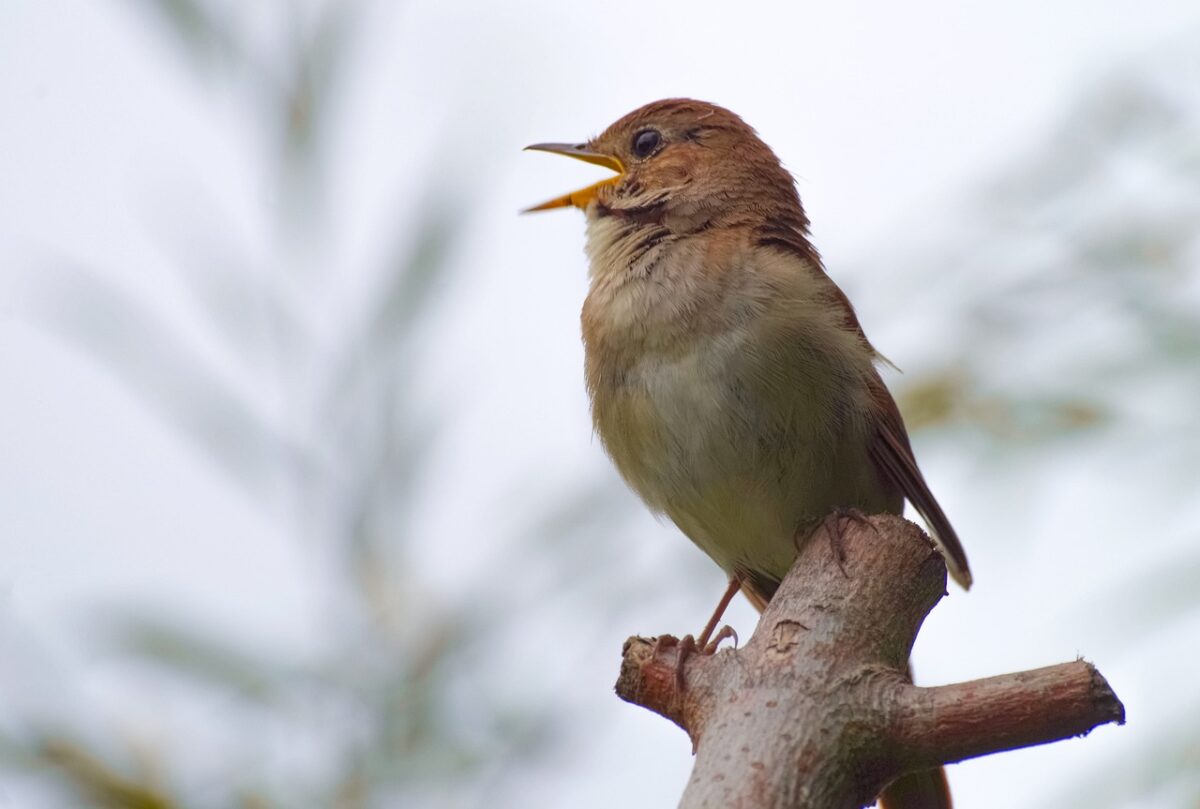 Singvogel