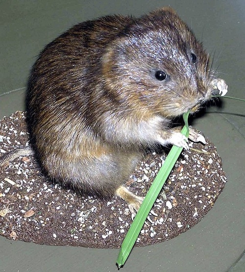 Schermaus