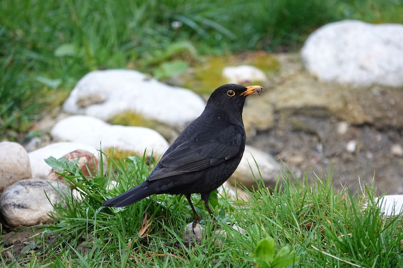 Amsel