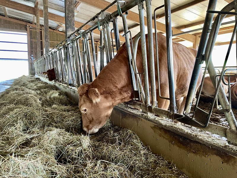 7 Zufrieden mampft das Limousin-Rind – auf dem Hof zum Jägerhuus in Hertenstein