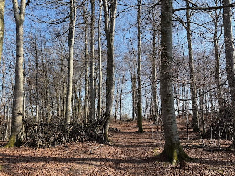 Auf dem Buchwaldhügel