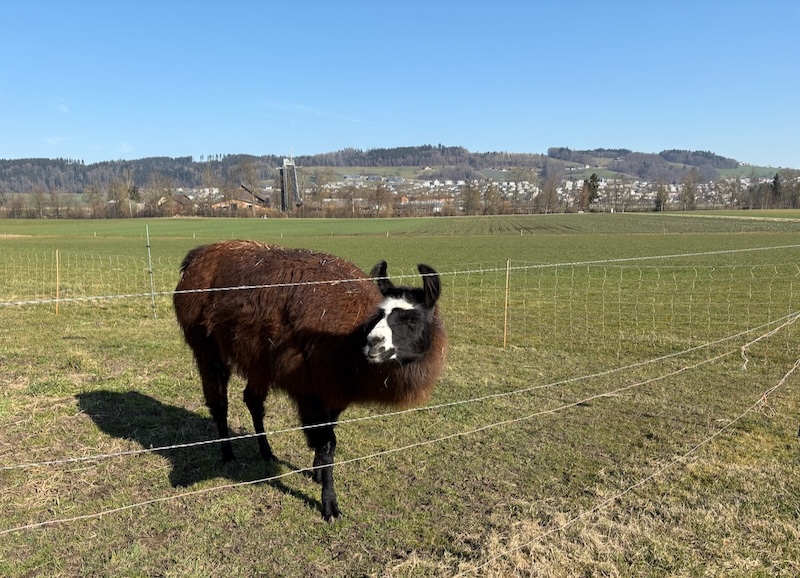 Ein Lama, grad nicht spuckend