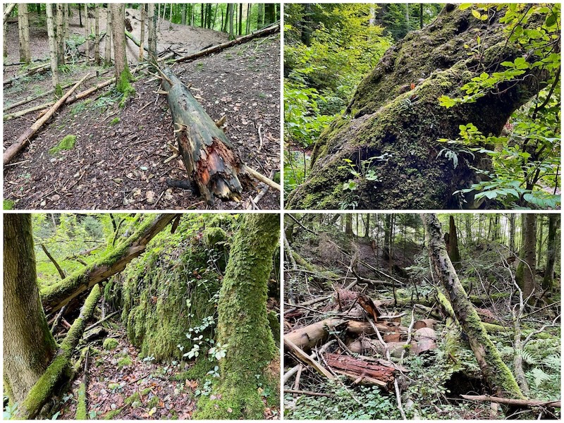 Totholz und Nagelfluhbrocken im Tüfels-Chäller