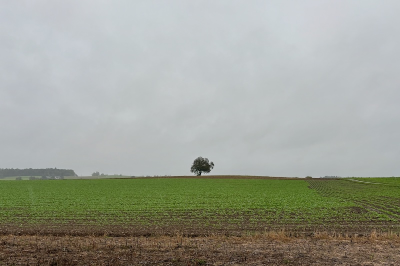 Nach dem Wald die Weite