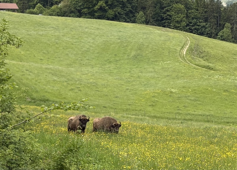 Zwei Wisente auf einer Wiese (Foto: Adrian Michael)