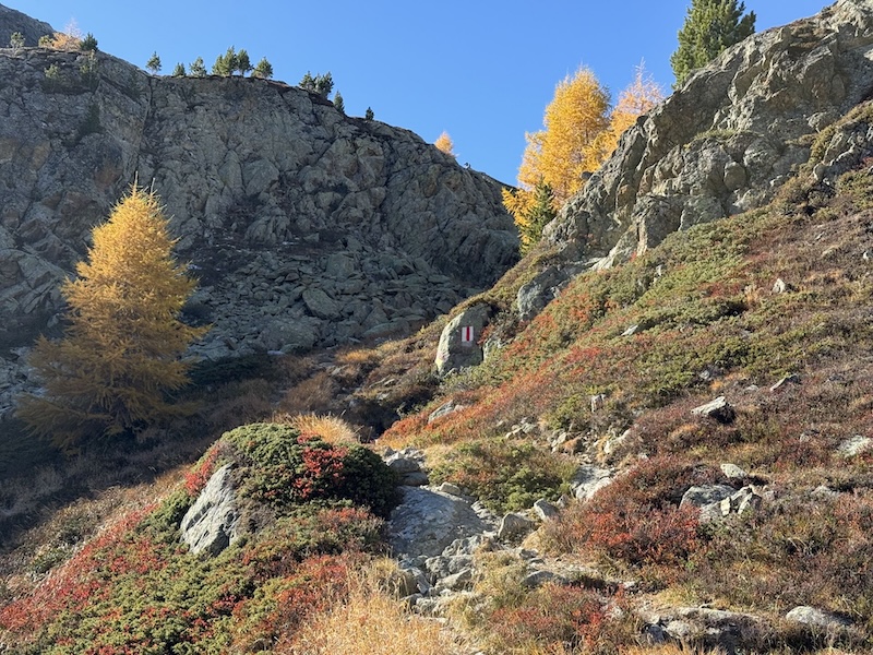 Lärchen und Legfähren erobern immer höherliegendes Bergland zurück