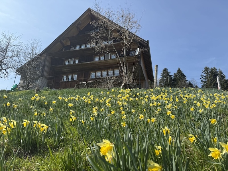 Ich liebe Narzissen! Es gibt sie nicht nur in Près d’Orvin am Chasseral