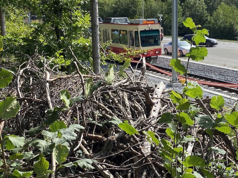 Totholzhaufen entlang der Forchbahnstrecke (Fotos: ZN)