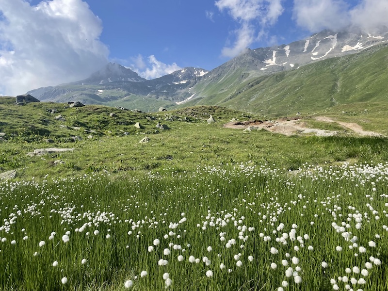 Sanfte und saftige Weiden am Schlinigpass