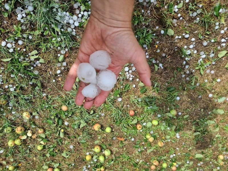 Riesige Hagelkörner auf der Obstplantage von Felix Wirz in Steinmaur (Fotos: zVg)